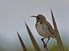Namibia_Sep_2013 (58)
