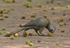 Namibia_Sep_2013 (182)