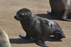Namibia_Sep_2013 (61)