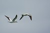 Namibia_Sep_2013 (46)