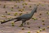 Namibia_Sep_2013 (183)