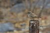 Namibia_Sep_2013 (165)