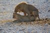Namibia_Sep_2013 (110)