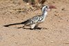 Namibia_Sep_2013 (78)