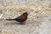 Namibia_Sep_2013 (173)