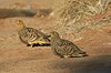 Namibia_Sep_2013 (32)