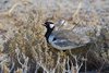 Namibia_Sep_2013 (150)