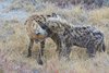 Namibia_Sep_2013 (101)