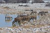 Namibia_Sep_2013 (123)
