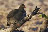 Namibia_Sep_2013 (85)