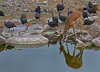 Namibia_Sep_2013 (171)