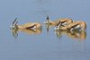 Namibia_Sep_2013 (115)