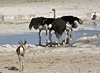 Namibia_Sep_2013 (125)