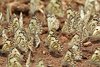 Namibia_Sep_2013 (202)