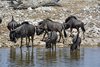 Namibia_Sep_2013 (114)