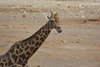 Namibia_Sep_2013 (184)