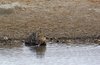 Namibia_Sep_2013 (186)