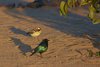 Namibia_Sep_2013 (84a)