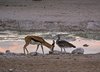 Namibia_Sep_2013 (104)