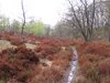 Rørbæk_Sø (41)