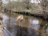 Rørbæk_Sø (33)