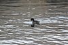 Paasken_2013 (50)