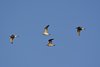Paasken_2013 (49)
