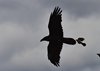USA_2013 (169)