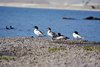 USA_2013 (142)