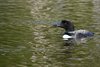 USA_2013 (206)