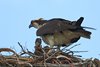 USA_2013 (251)