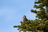 USA_2013 (224)