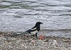 USA_2013 (119)